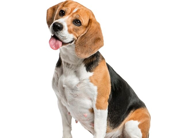 comment isoler une porte en bois