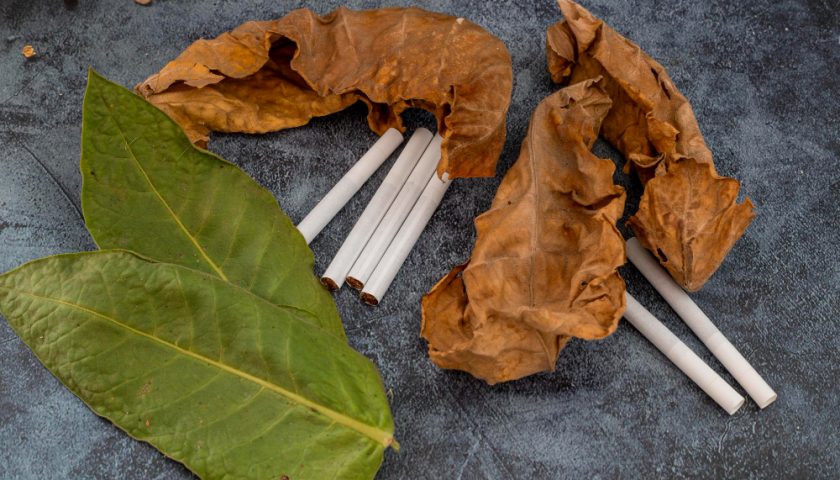 cigarette aux plantes