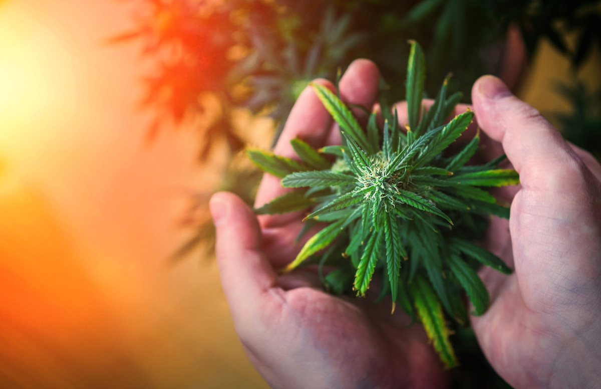 Une personne tenant une fleur de CBD dans sa main
